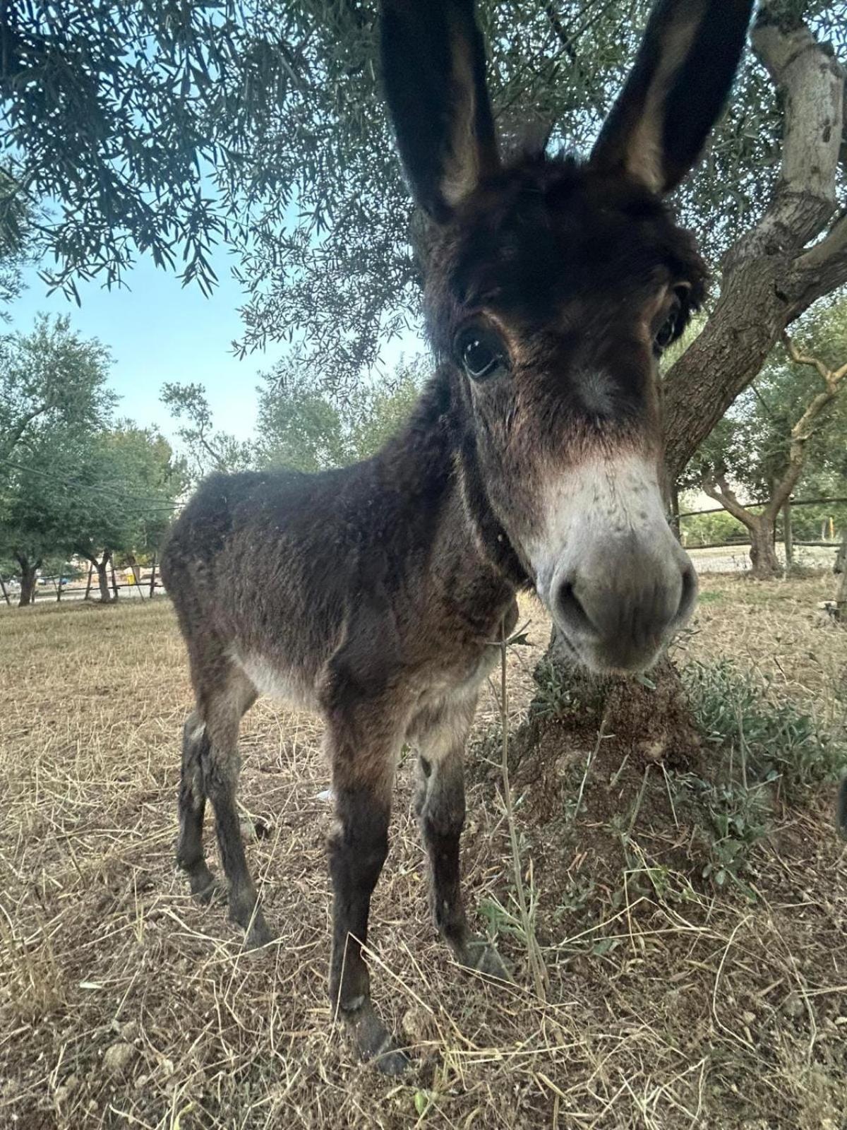 הוילה Toritto Agriturismo Armienti מראה חיצוני תמונה